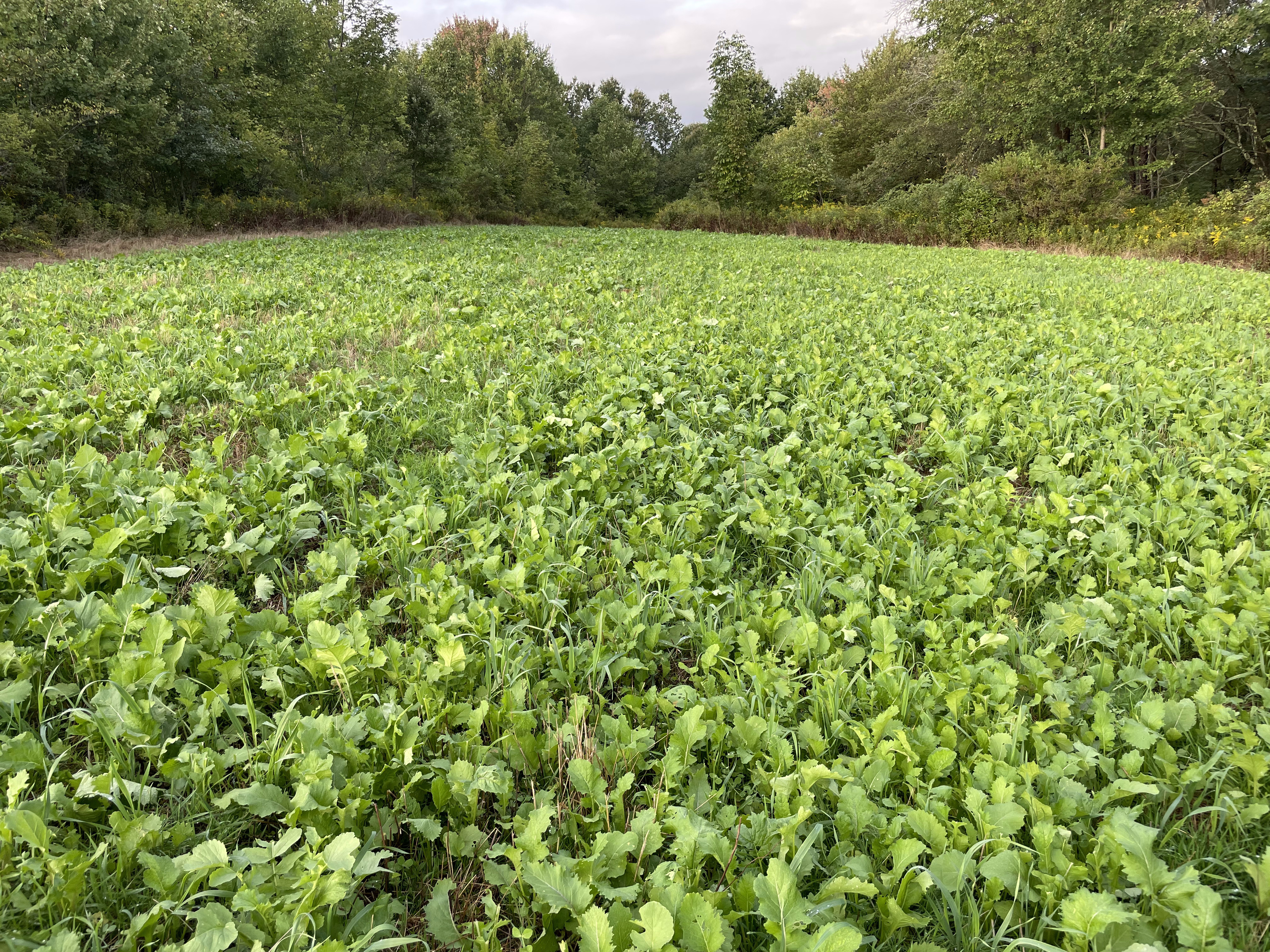 Food Plots